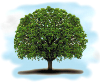 Tree Logo